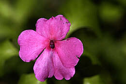 Image of spotted snapweed