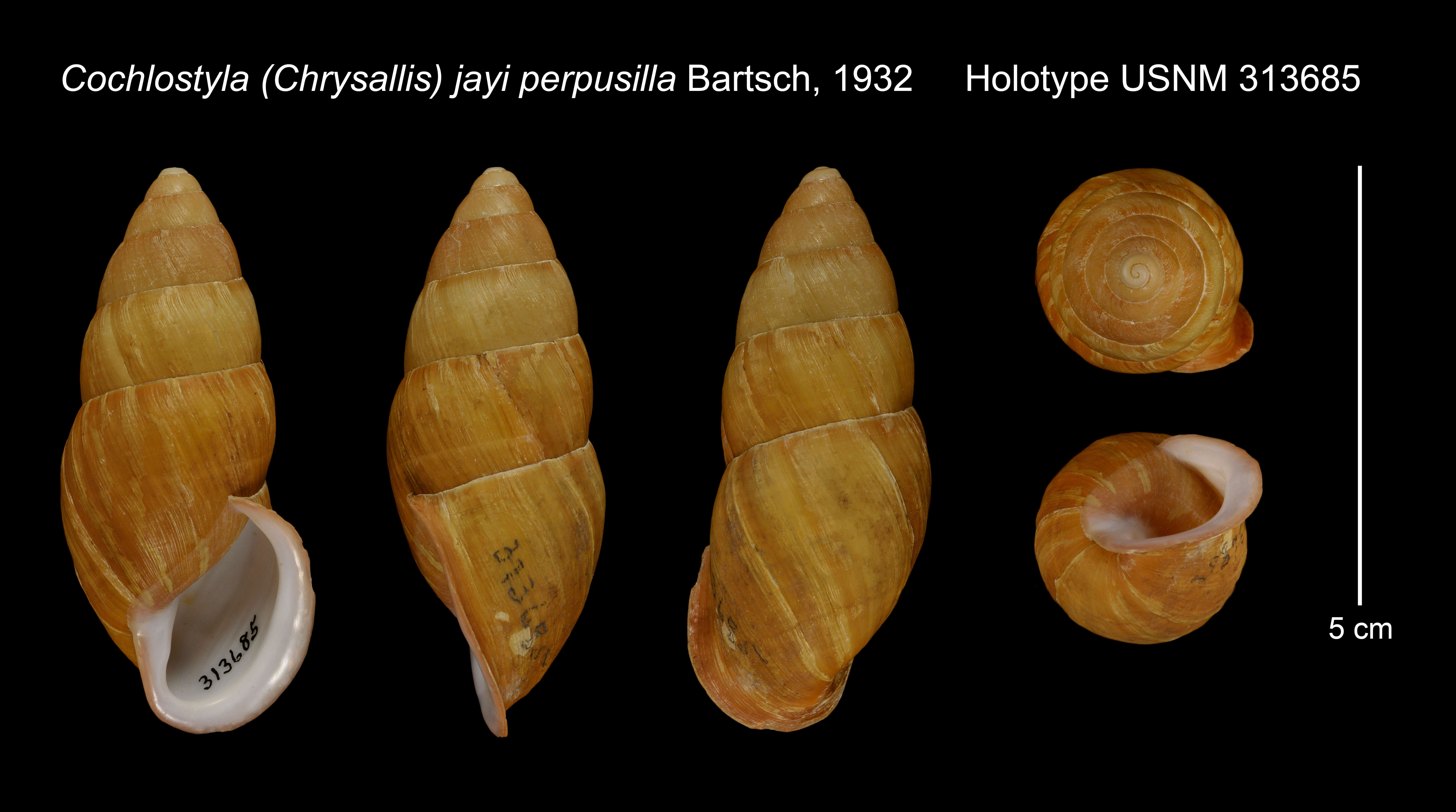 Sivun Cochlostyla Férussac 1821 kuva