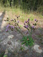 Image de Carphephorus bellidifolius (Michx.) Torr. & A. Gray