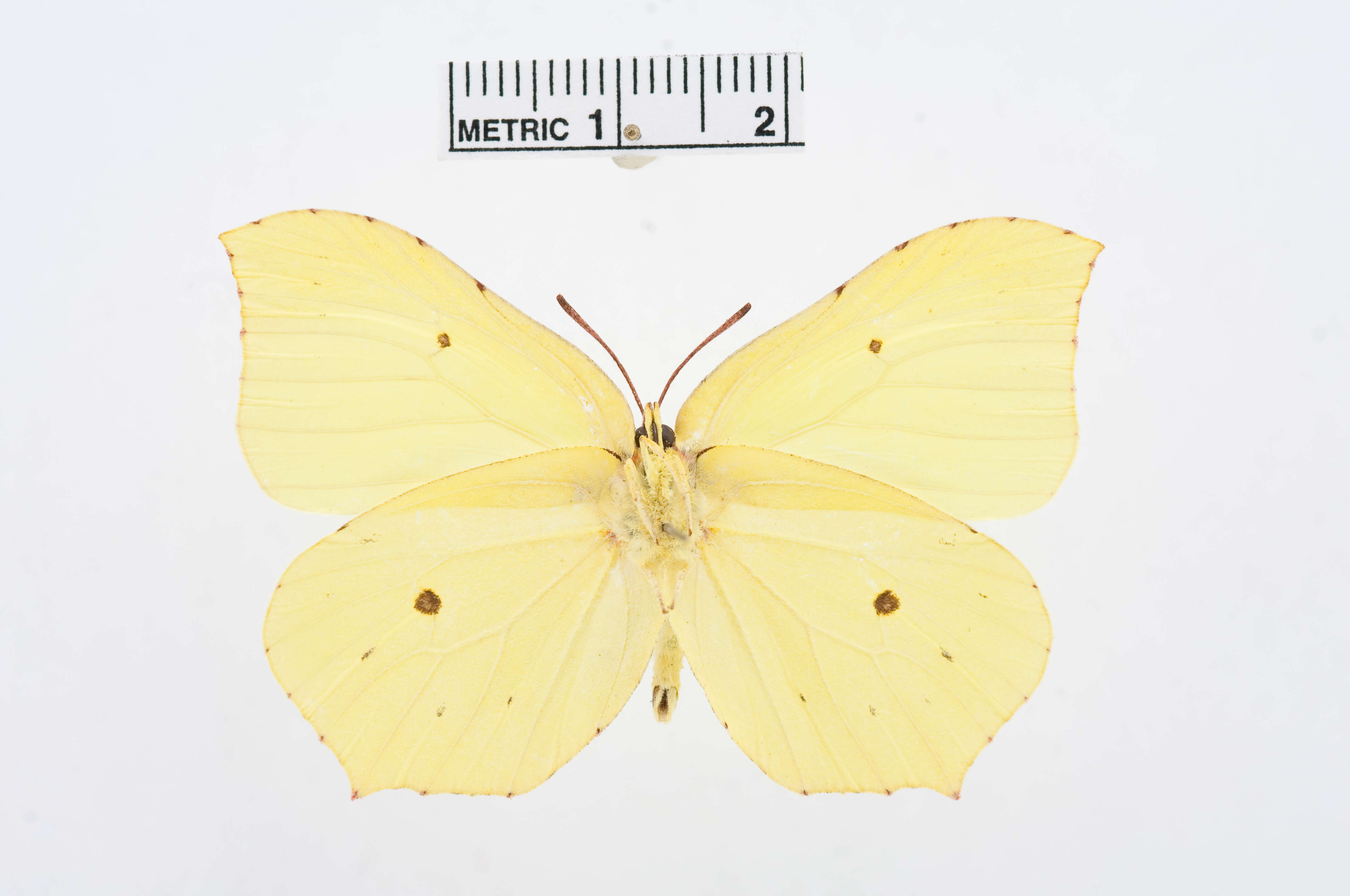 Imagem de Gonepteryx rhamni (Linnaeus 1758)