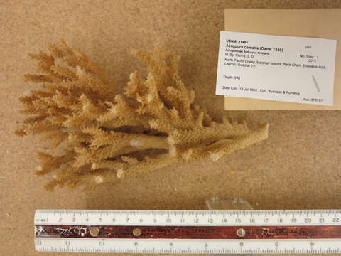 Image of Staghorn coral