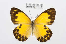 Image of Belenois theora (Doubleday 1846)