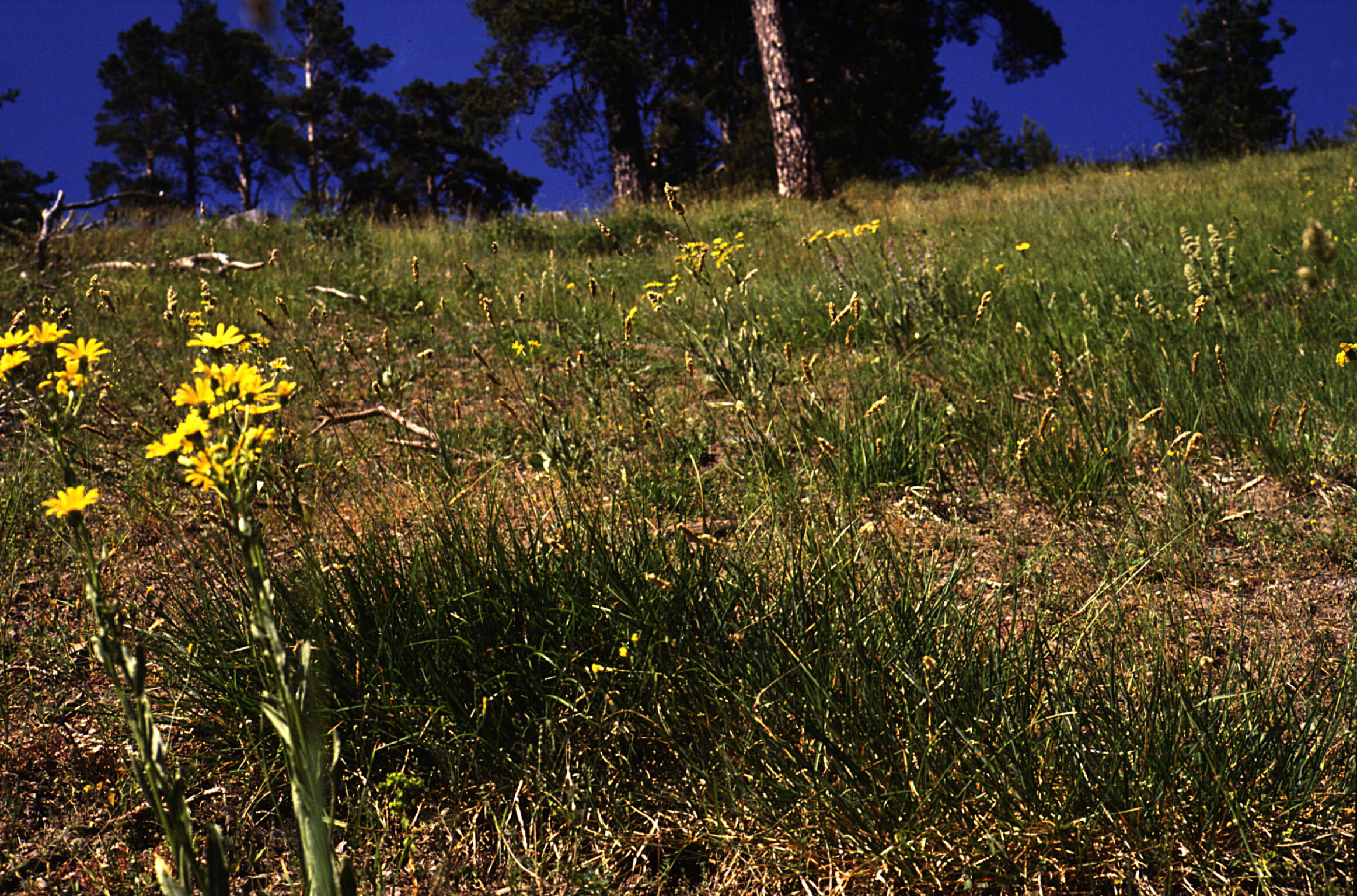 Imagem de Sesleria Scop.