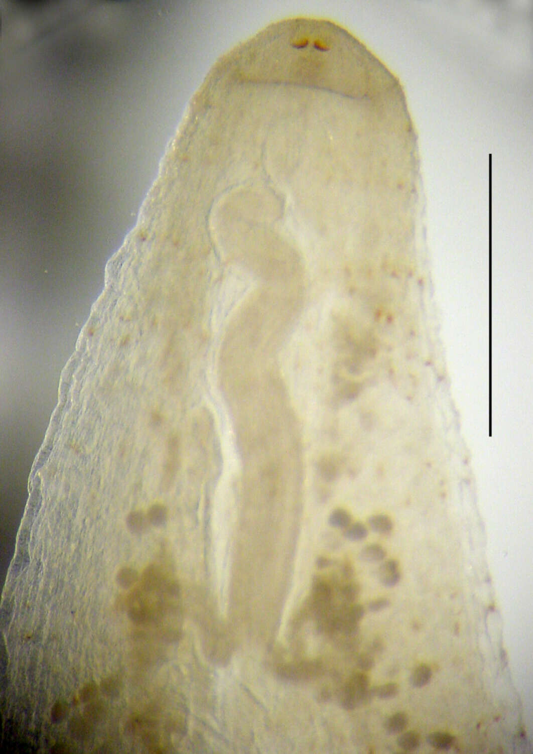 Image of Placobdella translucens (Sawyer & Shelley 1976)