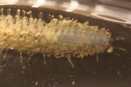 Image of fifteen-scaled worm