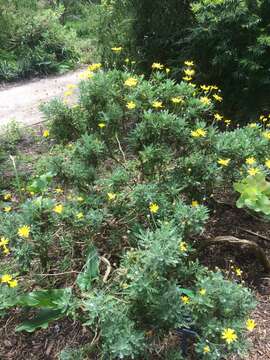 Imagem de Euryops pectinatus (L.) Cass.