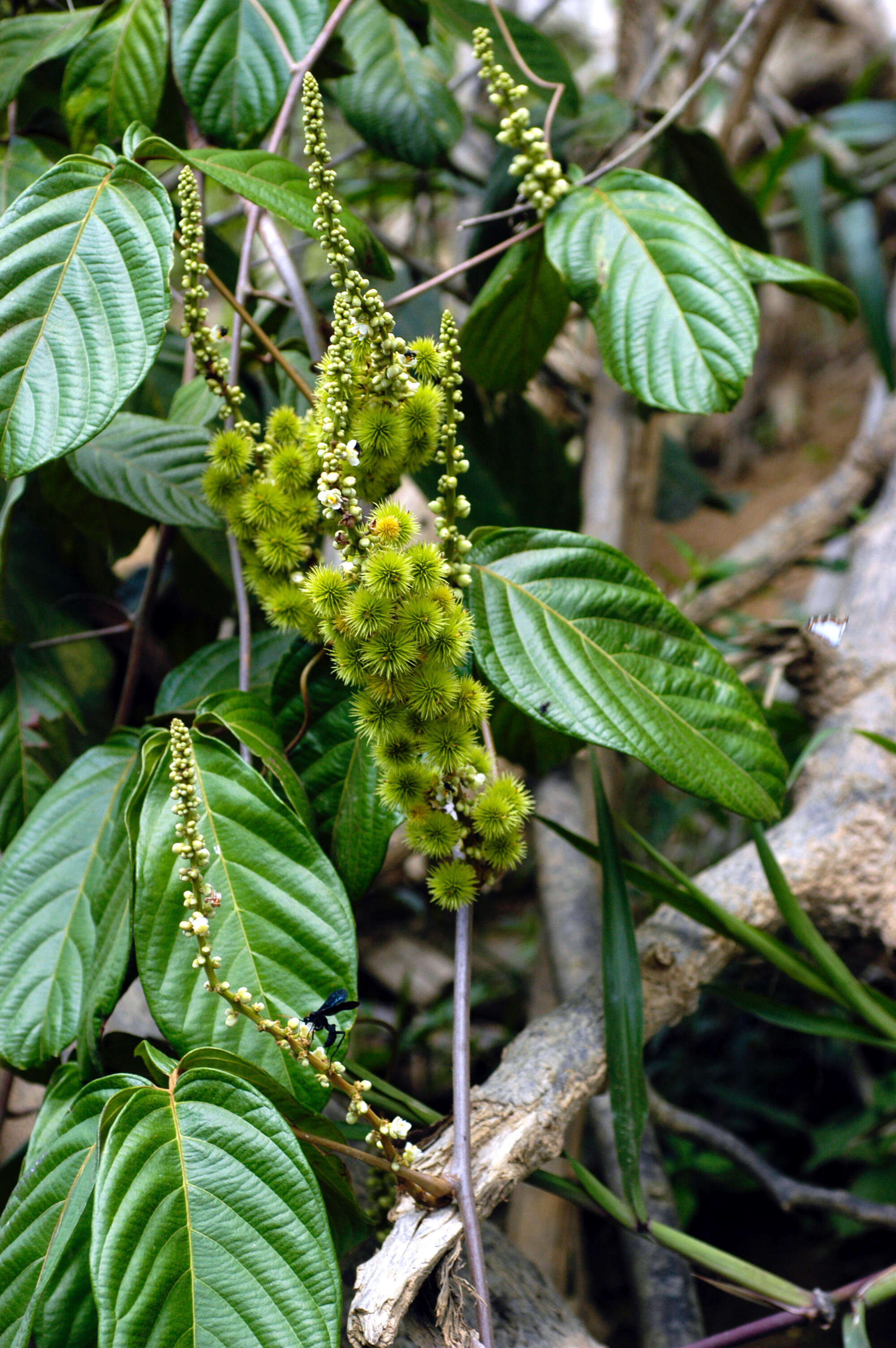 Слика од Paullinia hystrix Radlk.