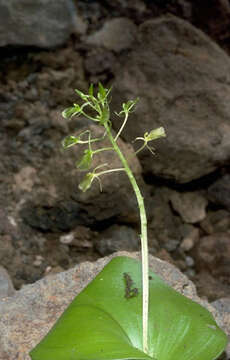 Image de Liparis clypeolum (G. Forst.) Lindl.