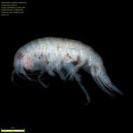 Image of Amphipoda