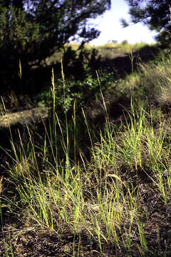 Image of prairie sandreed