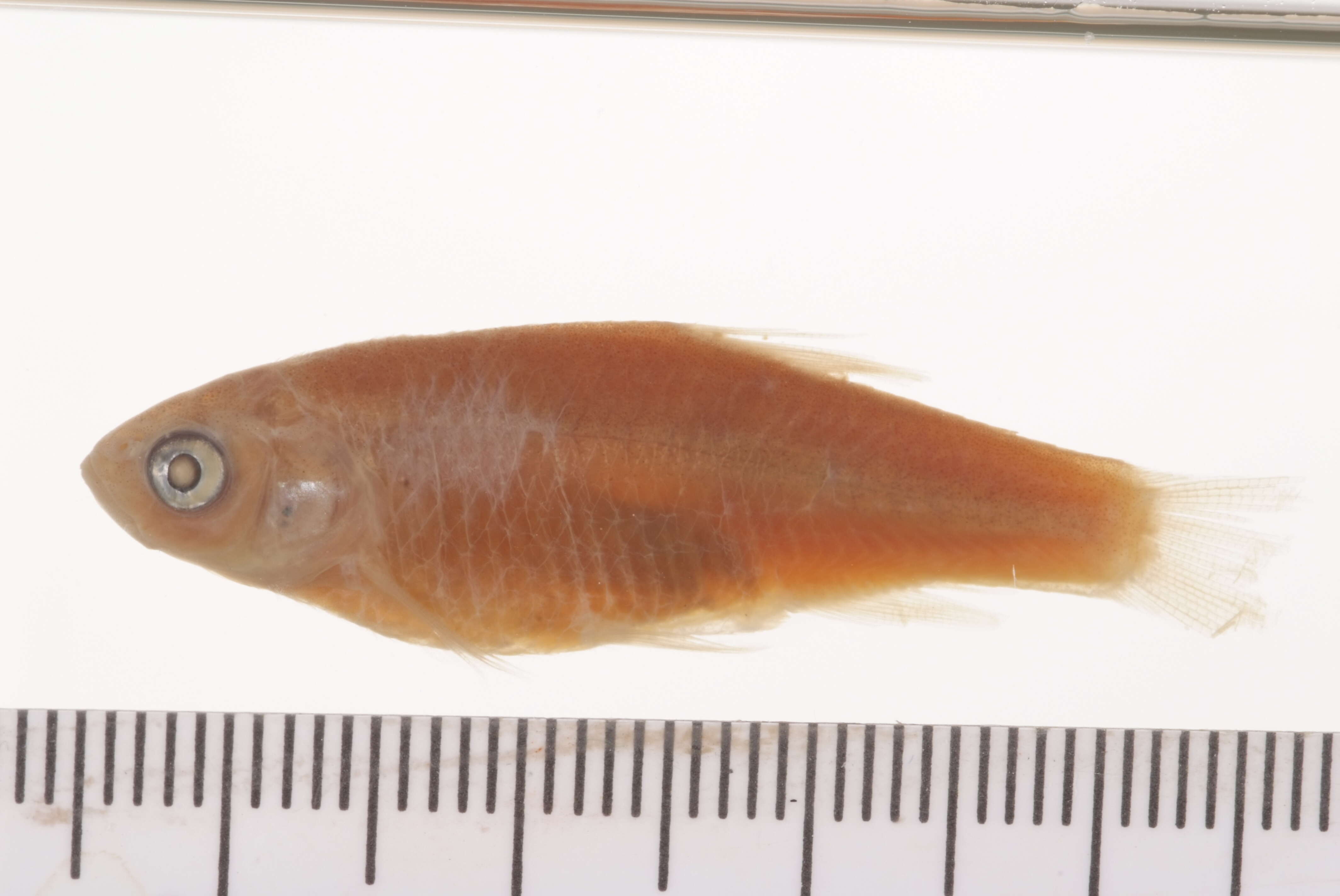 Image of Rhodes minnow