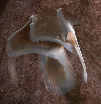 Image of pink scaled squid