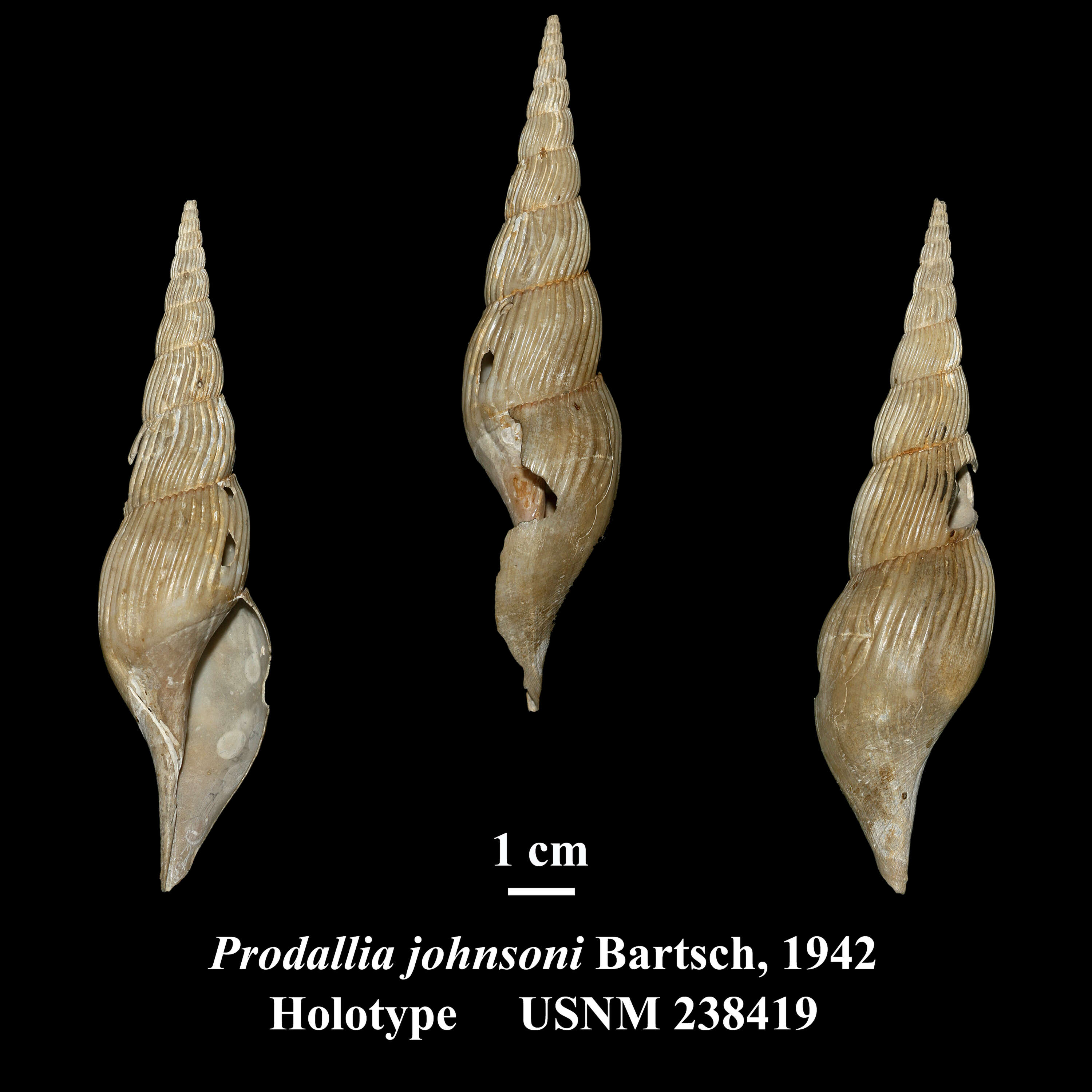 Image of Calliotectum tibiaeforme johnsoni (Bartsch 1942)