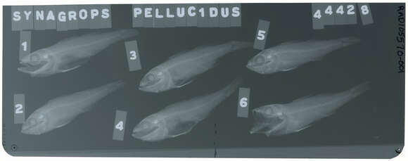 Plancia ëd Parascombrops pellucidus Alcock 1889