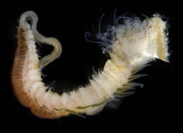 Image of Sand builder worm