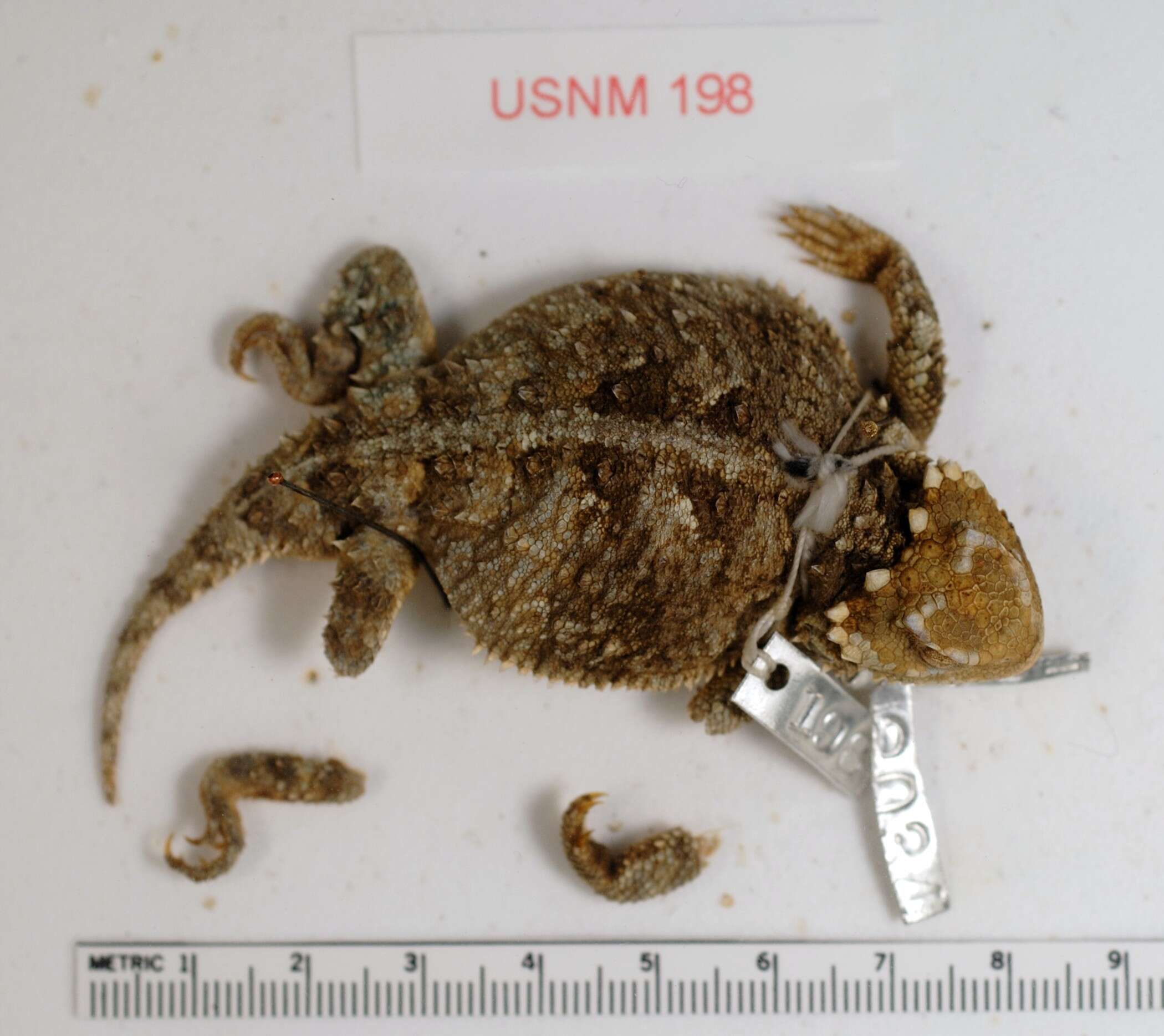Image of Greater Short-horned Lizard