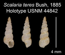 Image of Scalaria teres Bush 1885