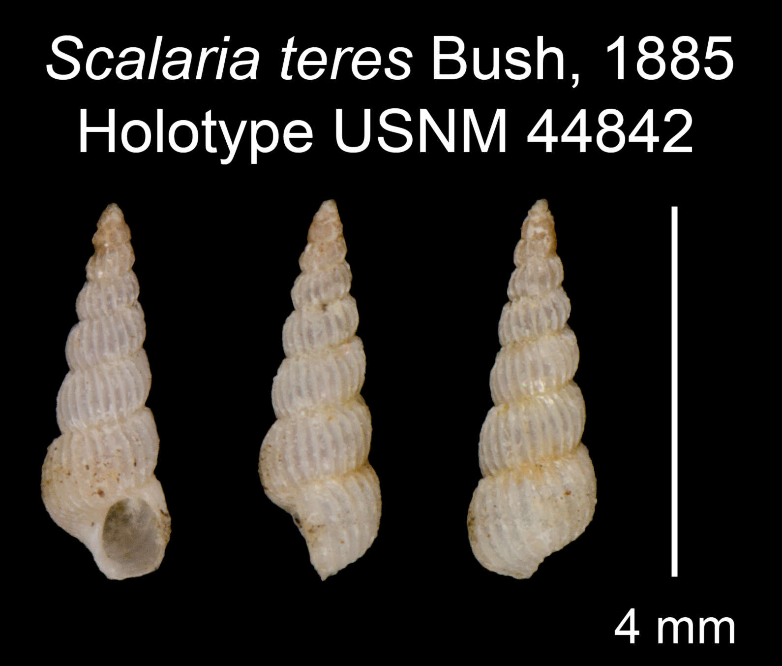 Image of Scalaria teres Bush 1885
