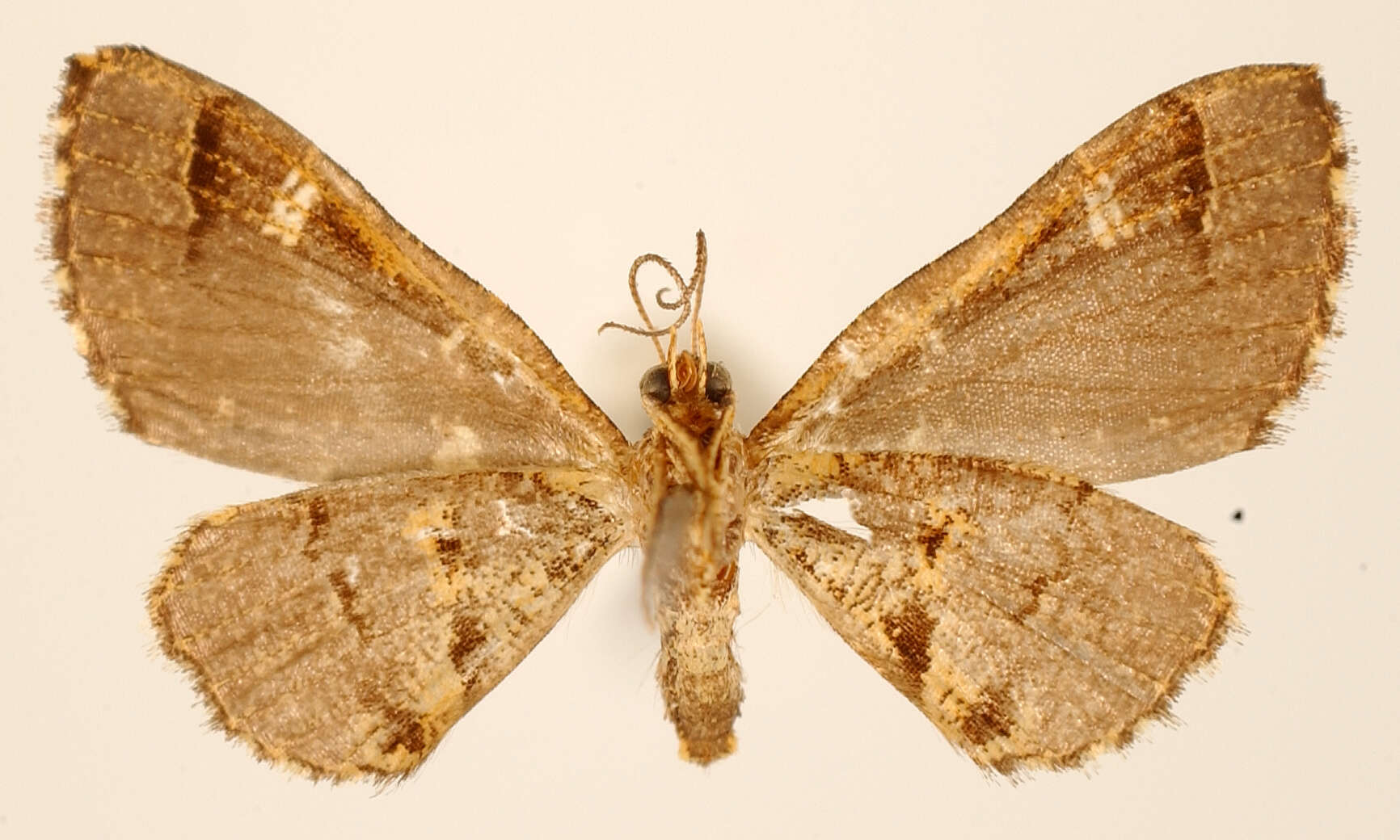 Image of Psaliodes subocellata Dognin 1913