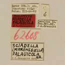 Image de Miaenia (Micronesiella) palauicola (Gressitt 1956)