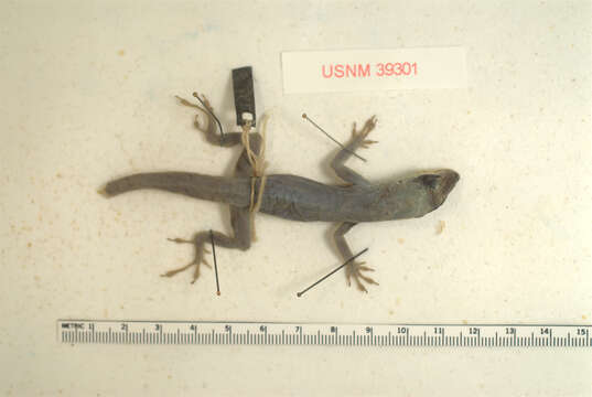 Image of Saint Vincent's Bush Anole