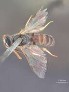 Image of Halictus