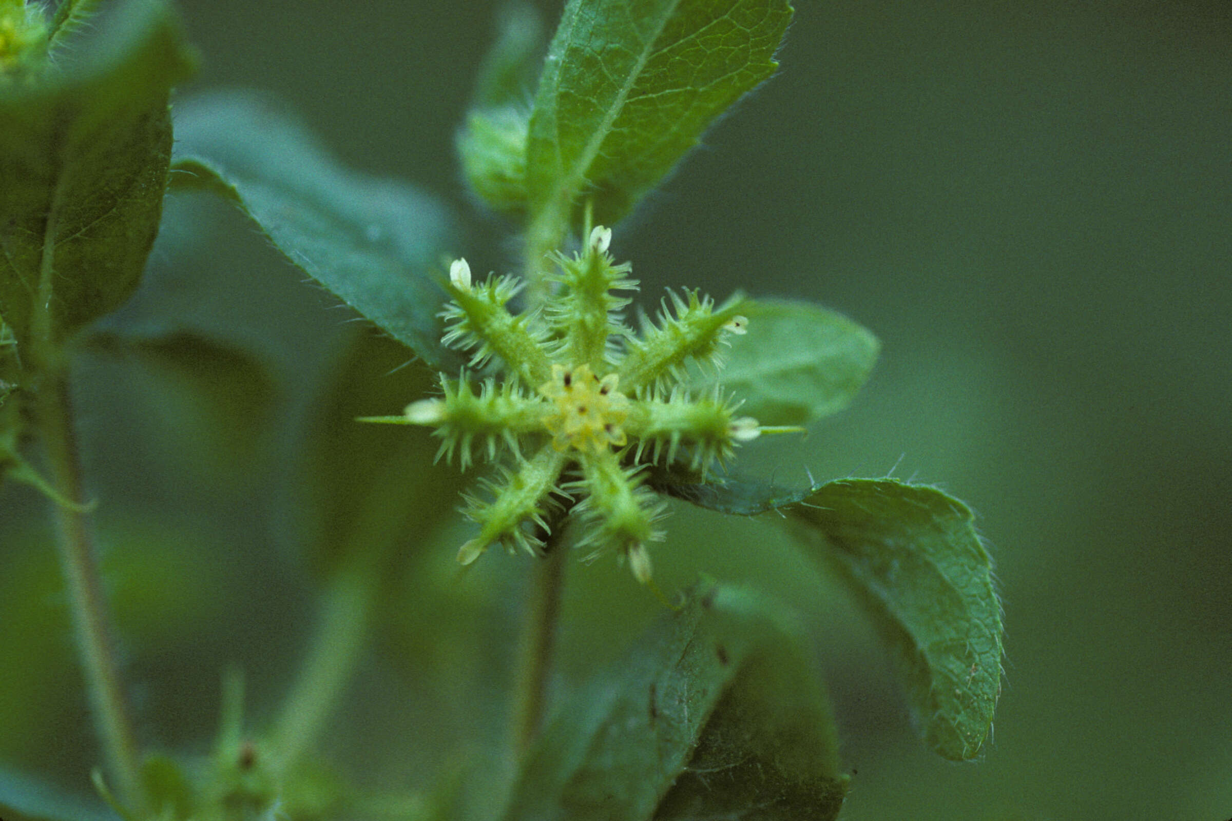 Image of hispid starbur