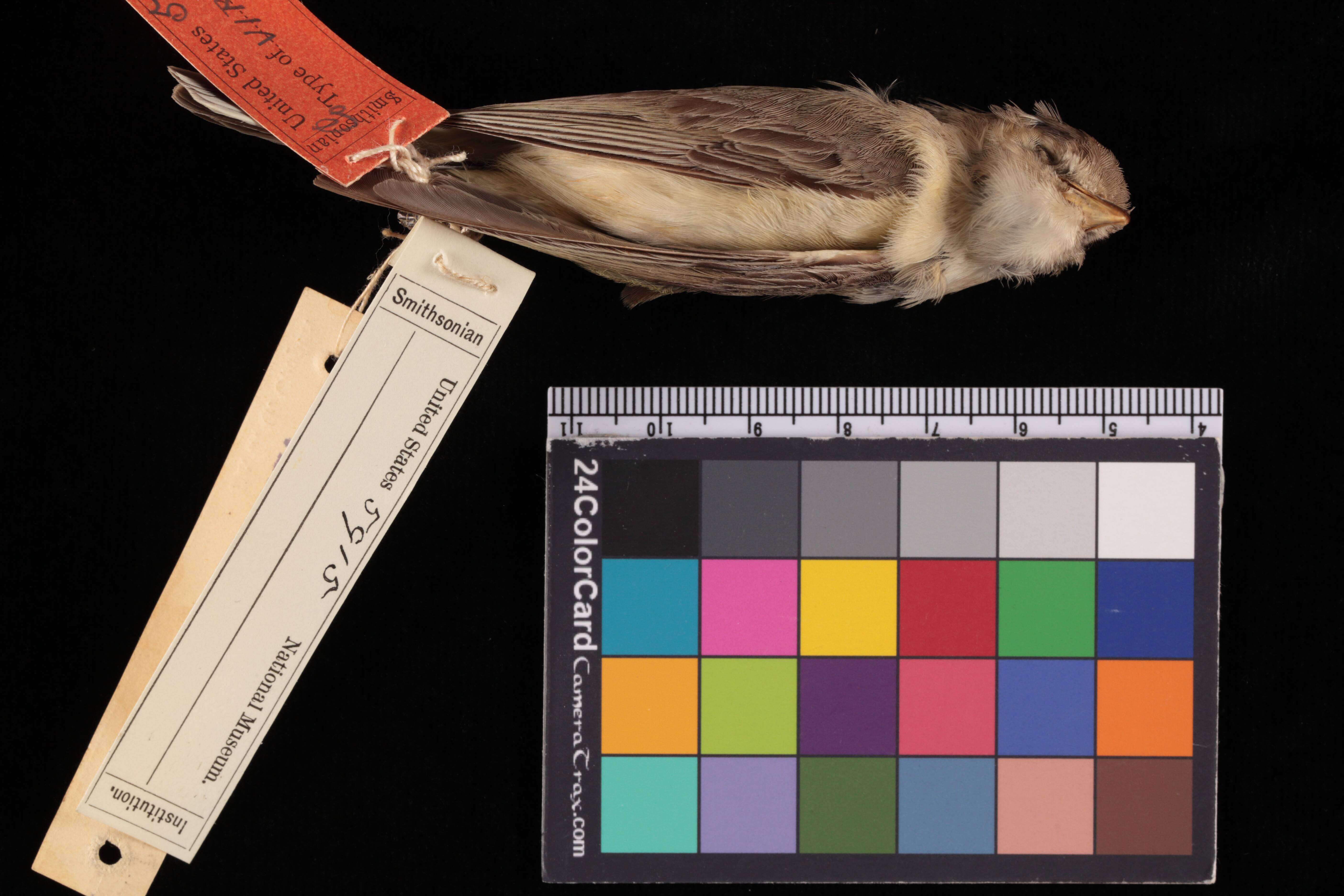 Image of Vireo gilvus swainsoni Baird & SF 1858