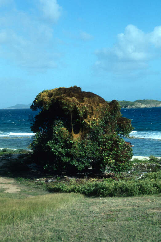 Image of American dodder