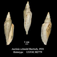 صورة Scaphella dubia schmitti (Bartsch 1931)