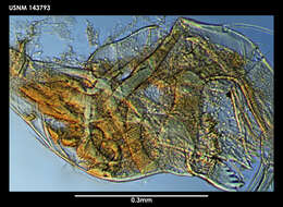 Image of Thaumatoconcha sandersi Kornicker & Sohn 1976