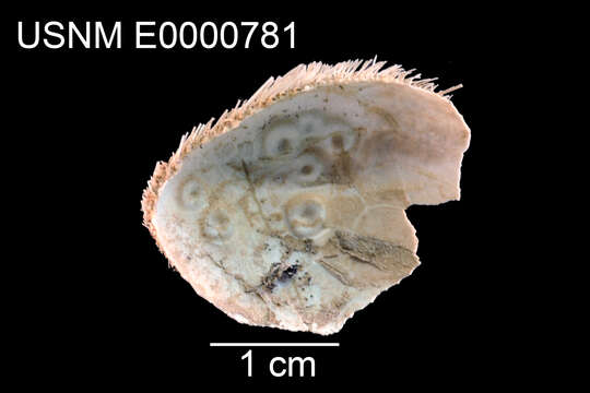 Image of Pseudolovenia A. Agassiz & H. L. Clark 1907