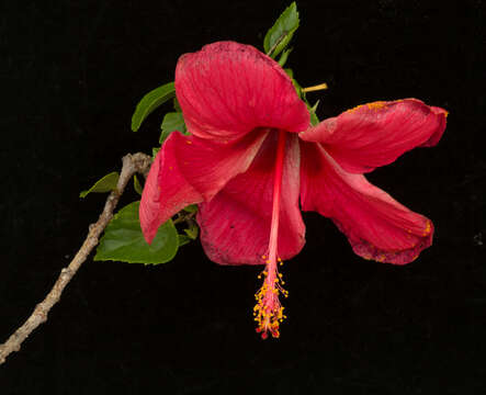 Image of China rose