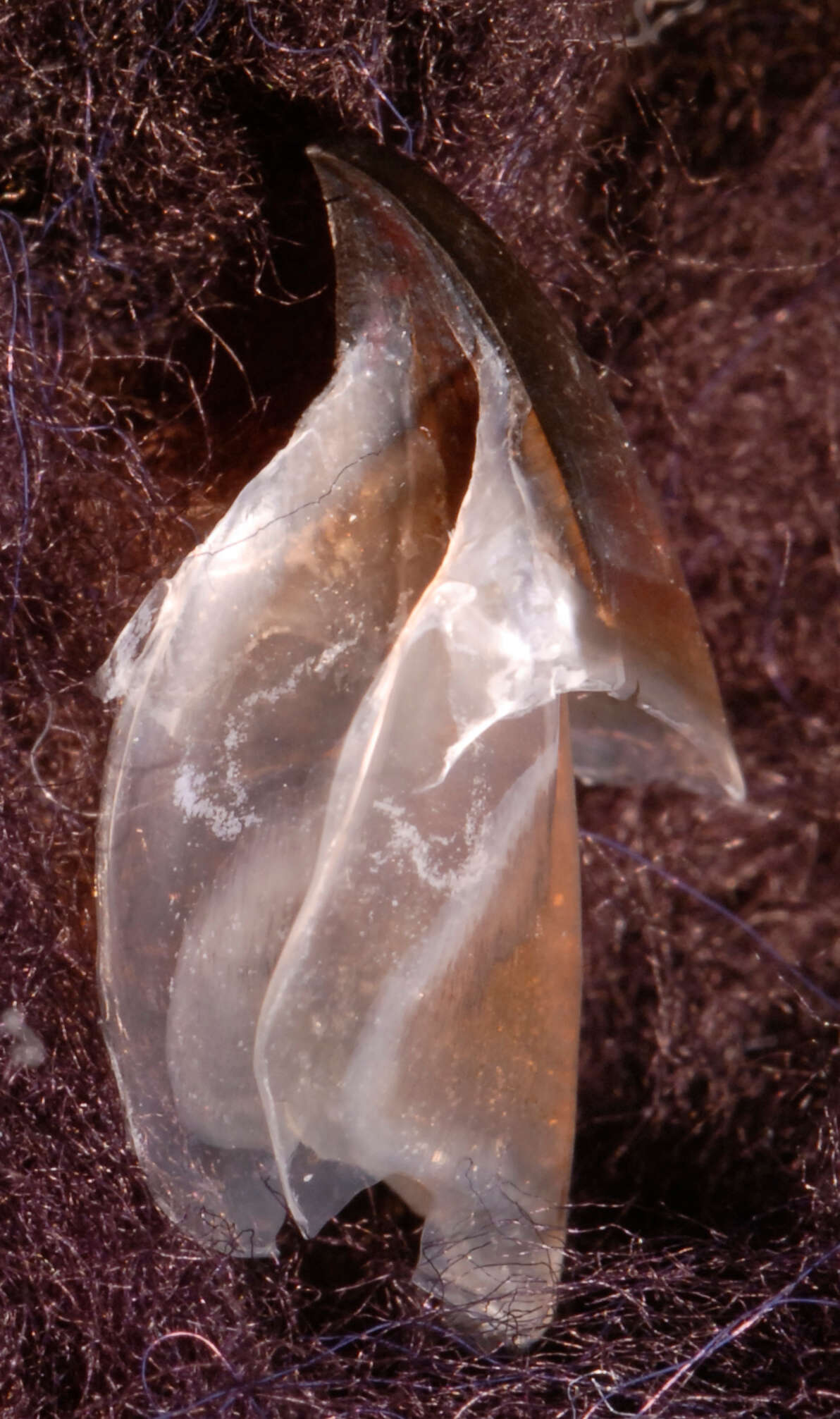 Image of Discoteuthis discus Young & Roper 1969