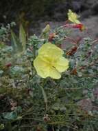 Oenothera drummondii subsp. thalassaphila (Brandegee) W. Dietrich & W. L. Wagner resmi