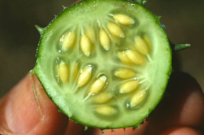 Image of West Indian gherkin