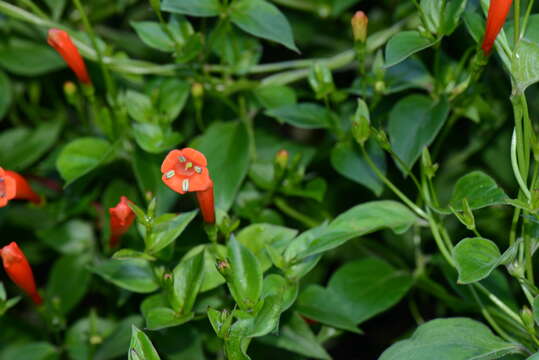 Image of Manettia cordifolia var. glabra (Cham. & Schltdl.) Standl.