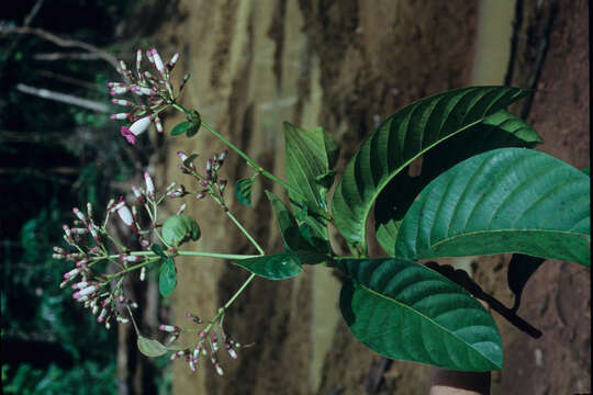 Image of Capirona decorticans Spruce