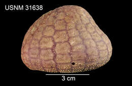 Sivun Urechinus reticulatus H. L. Clark 1913 kuva