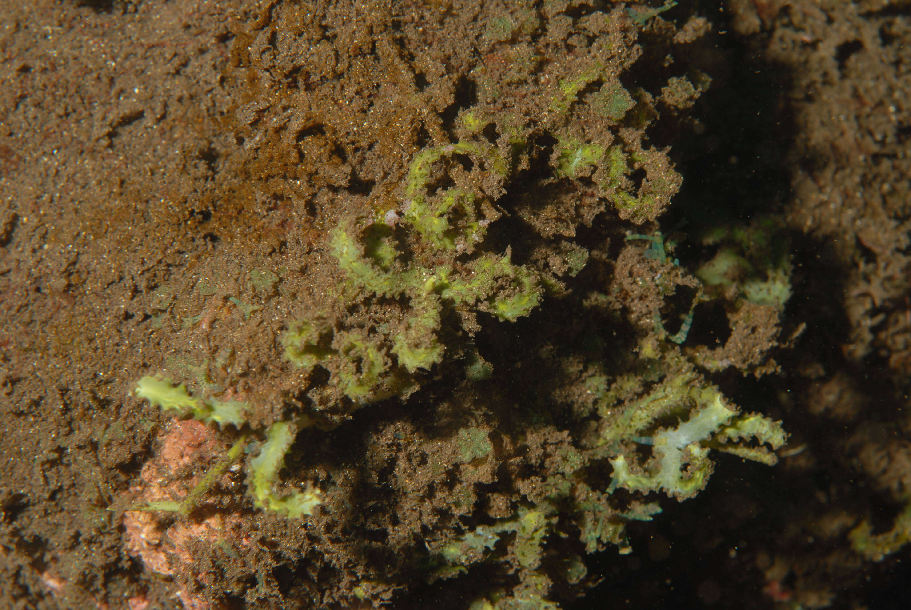 Image of Caulerpa J. V. F. Lamouroux 1809