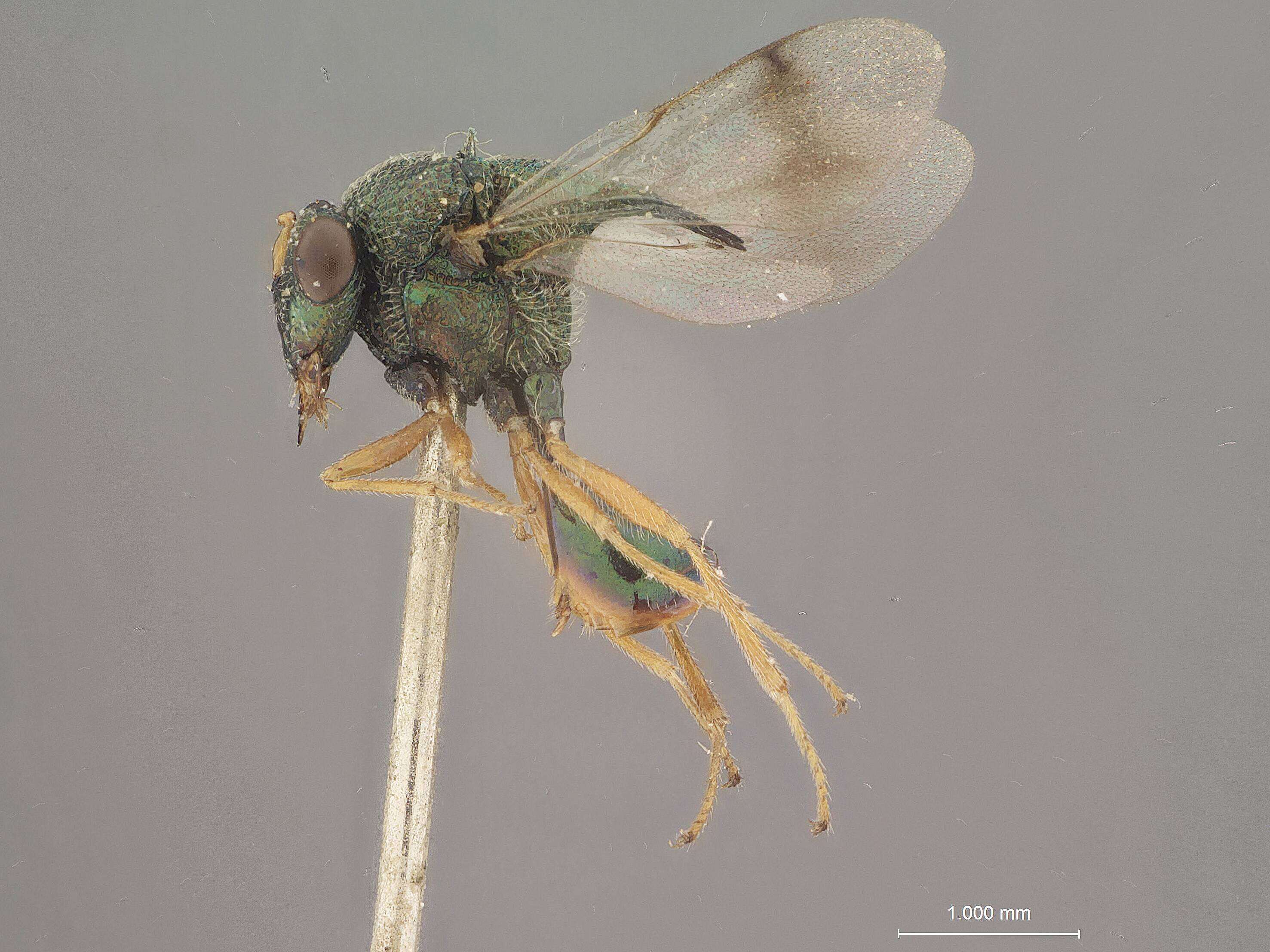 Image of Schizaspidia sabariensis (Mani & Dubey 1974)