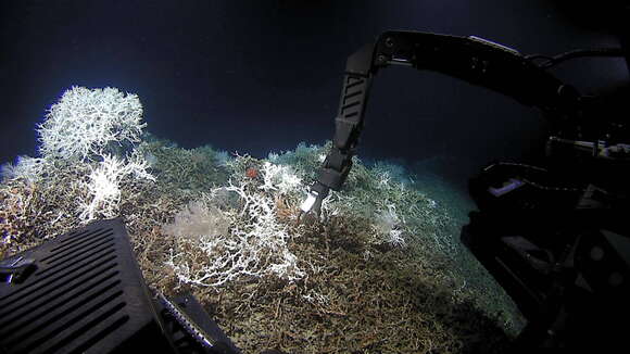 Image of lettuce coral