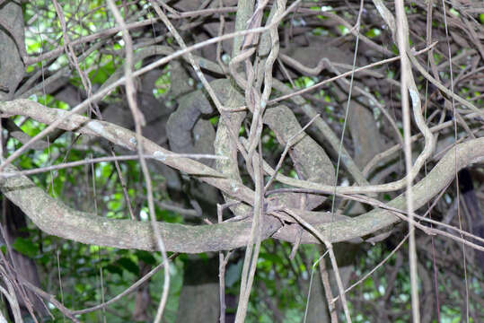 Image of Diclidanthera laurifolia Mart.