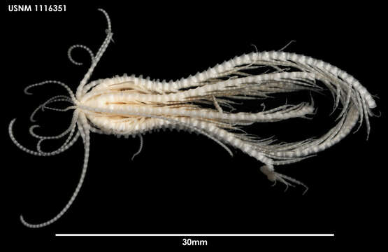 Image of Anthometrina Eléaume, Hess & Messing 2011