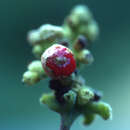 Image of Varronia polycephala Lam.