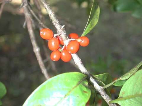 Imagem de Coprosma kauensis (A. Gray) A. Heller