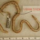 Image of Lumholz's Reed Snake