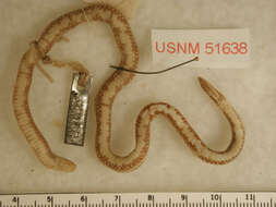 Image of Lumholz's Reed Snake