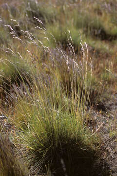 Plancia ëd Festuca pallescens (St.-Yves) Parodi