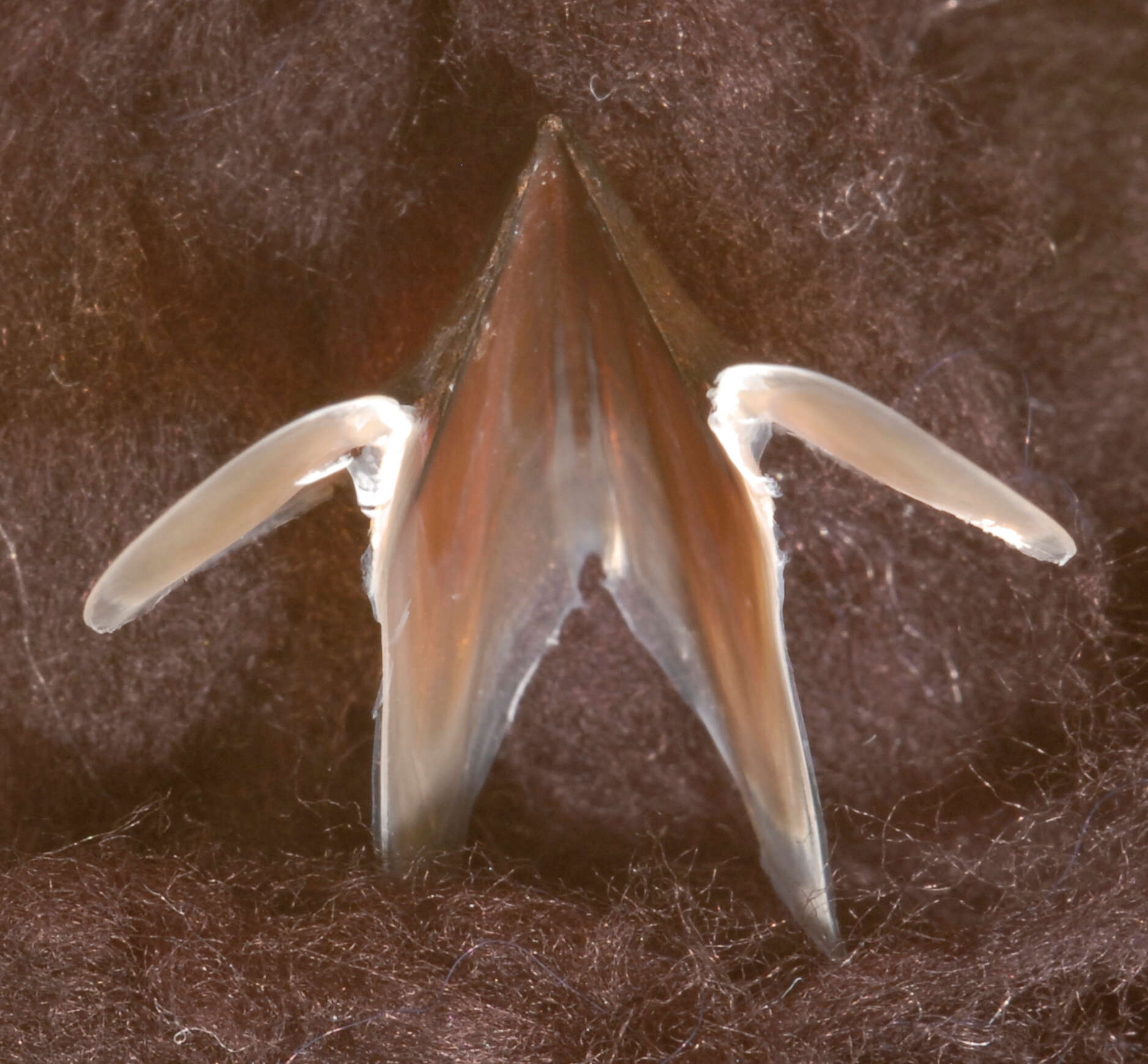 Image of arrow-finned squid